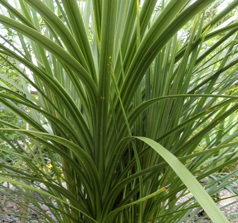 CORDYLINE INDIVISA 